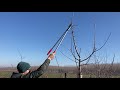 Almafa metszés MM106 alany Apple tree pruning