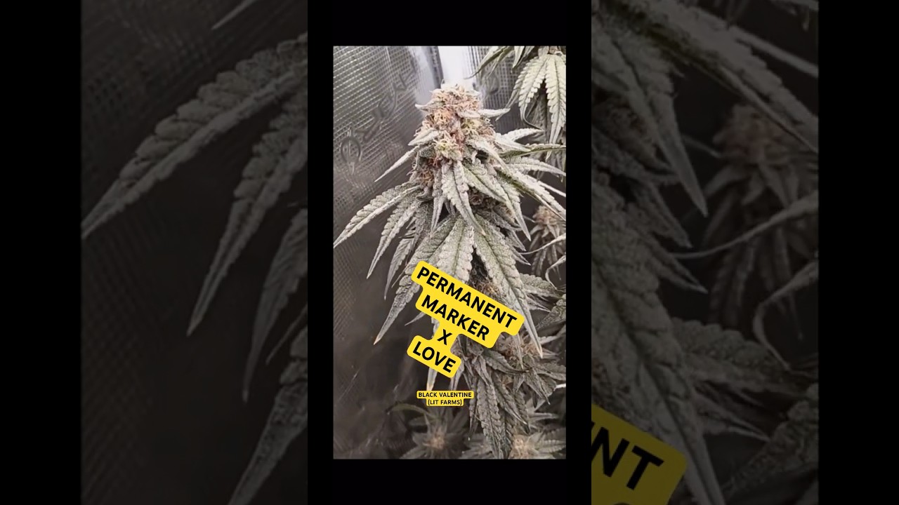 PERMANENT MARKER x LOVE!!!