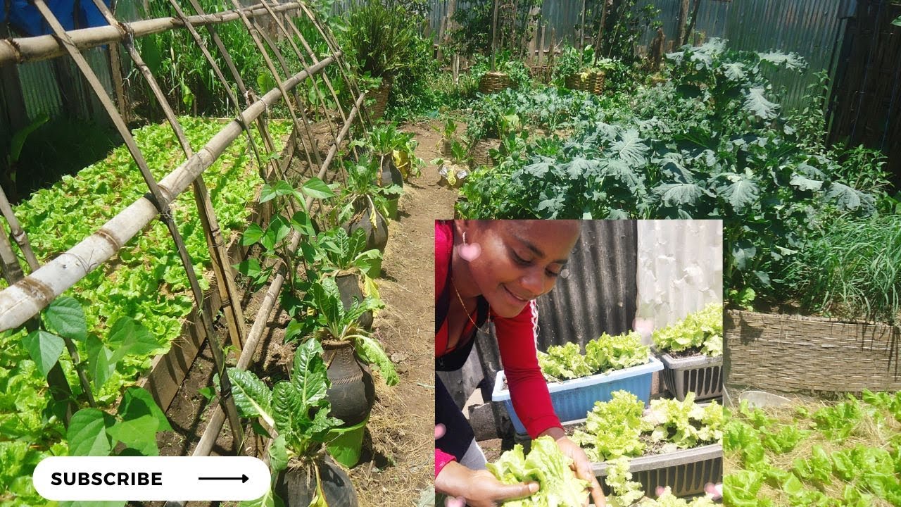 10,000  የቤተሰብ ግብርና ቤተሰቦች|#FACE for family agriculture