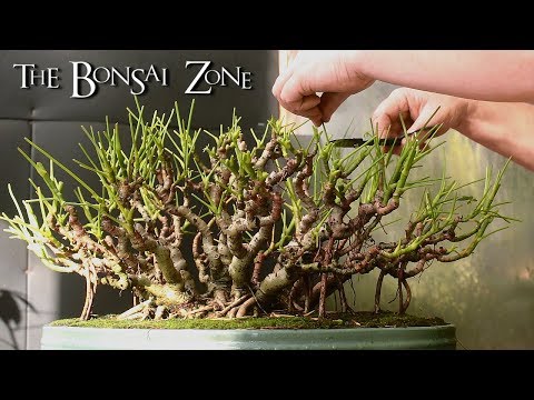 Video: Coltivare Schefflera come bonsai: come realizzare un albero di bonsai Schefflera