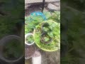 frutillas y mis patitos ...