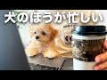 【絶対にしないで】チワプーの子犬と初めて在宅勤務するとこうなりました