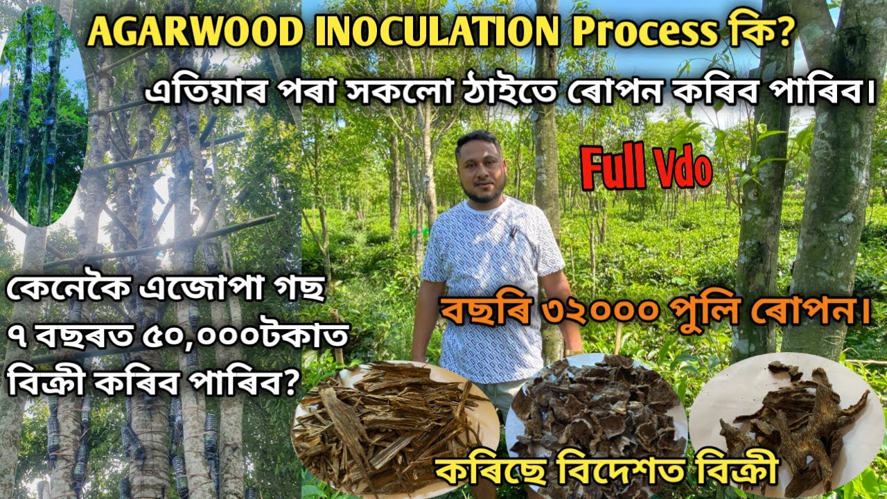 কেনেকৈ এজোপা সাঁচি গছ ৭ বছৰত ৫০,০০০টকাত বিক্ৰী কৰিব পাৰিব? AGARWOOD INOCULATION /Agarwood Plantation