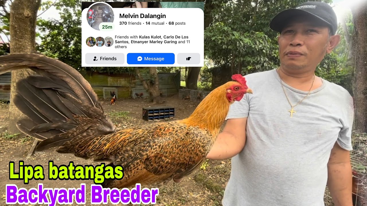 BackYard Breeder na Legit Seller sa Lipa batangas madami For Sharing na Quality Manok..