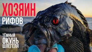 Охота на тёмного ОКУНЯ Шлегеля. Морская рыбалка в Приморье. Бухта Шепалово.