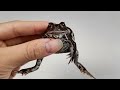 前足が動かないカエルを3年育てた結果…