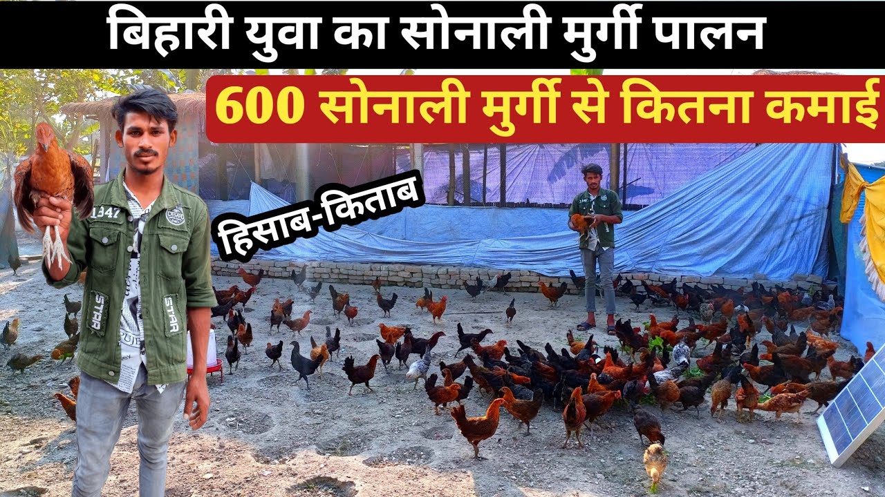 बिहारी भाई का शानदार सोनाली मुर्गी पालन । Sonali murgi palan