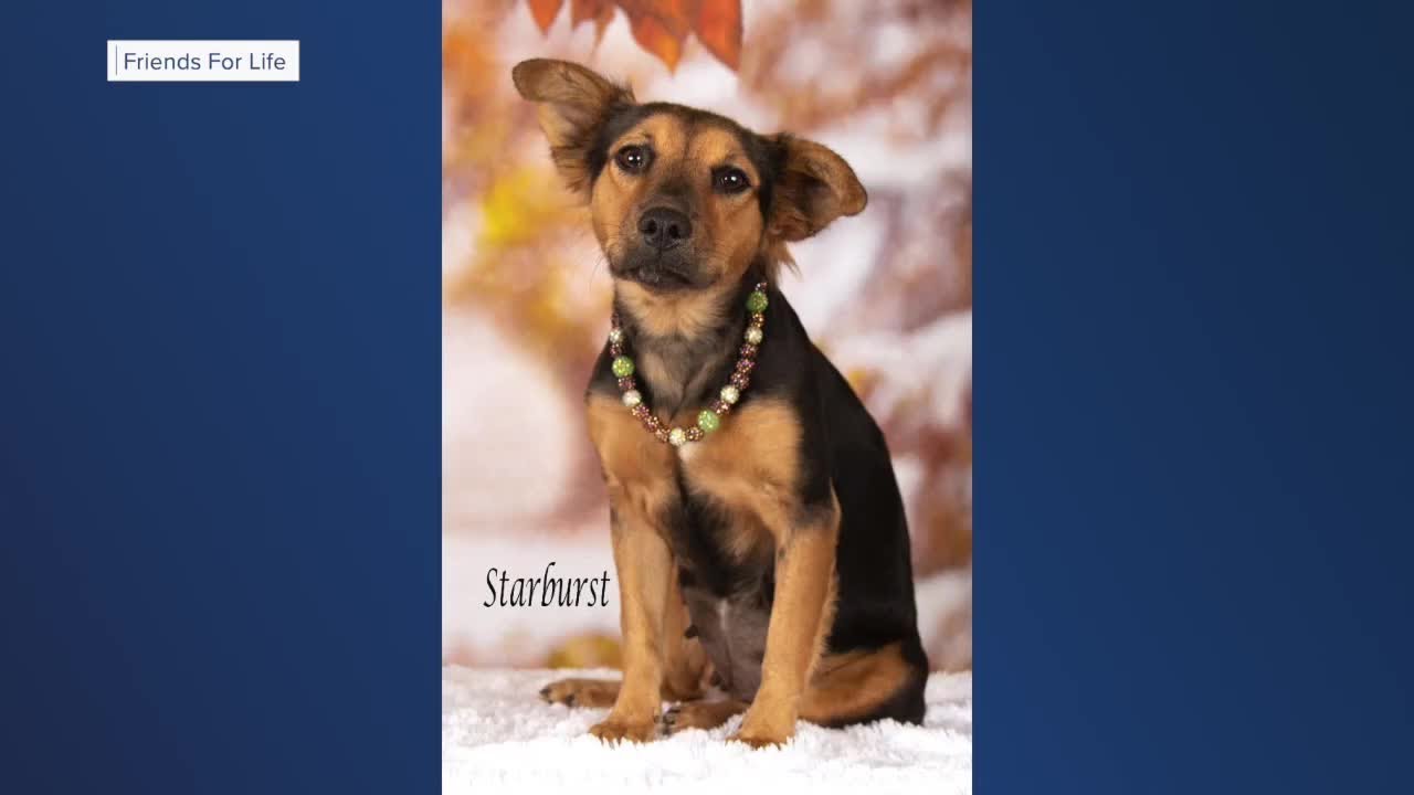 Nonprofit hosts yard sale in Gilbert to raise money for rescue pets