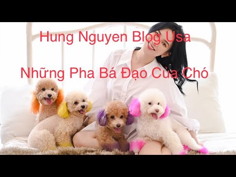 Những Pha Bá Đạo Của Chó | This Is Why Dogs Are The Most Amazing Beautiful | Độc Cô Nhất Lang Những Pha Bá Đạo Của Chó | This Is Why Dogs Are The Most Amazing Beautiful | Độc Cô Nhất Lang