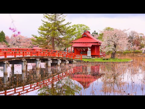 JG8K HDR 青森 桜の猿賀公園 Aomori,Sakura at Saruga Park