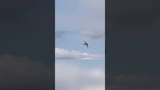 Ornithopter  Flight & Tech Specs of Bird Like Drone