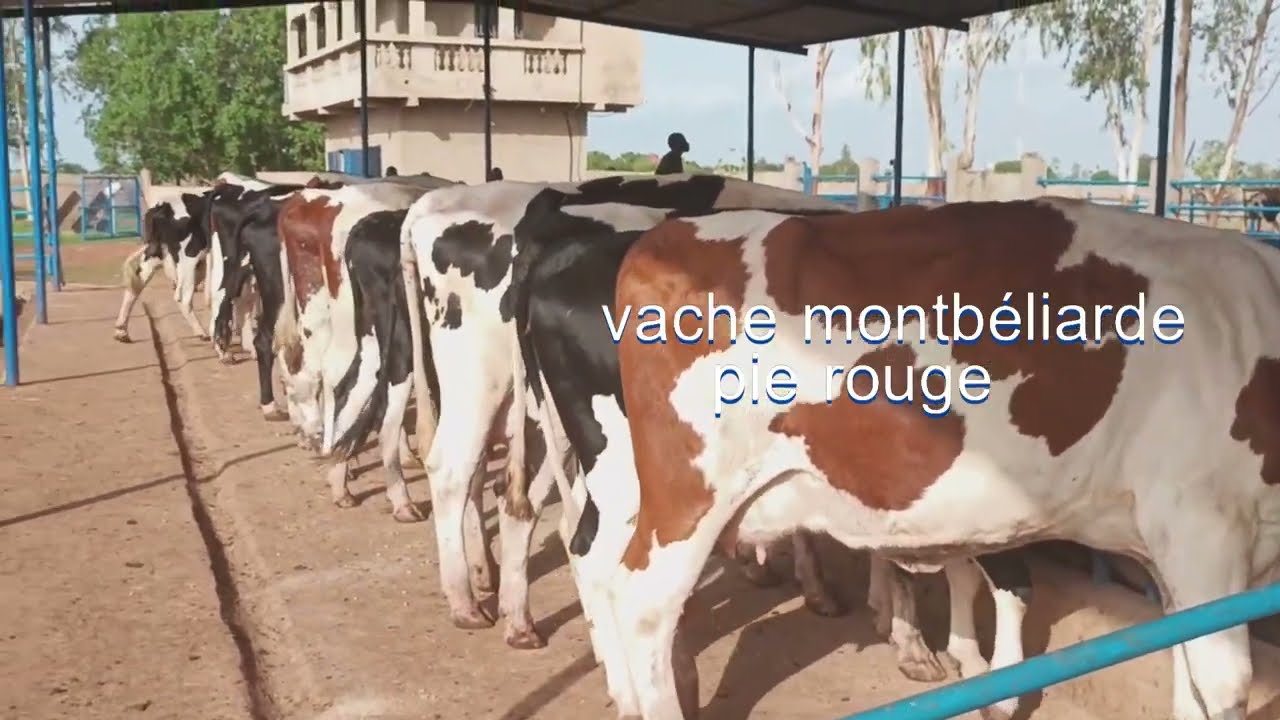 Entreprise de 25 Vaches laitières hautes productrices de lait à Bamako: 9000litres de lait par mois.
