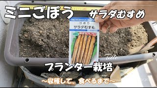 ミニごぼう (サラダむすめ)　プランター栽培　～収穫して、食べるまで～ / I tried growing burdocks in a planter