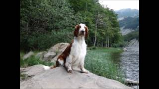 Ballad of Elfin - welsh springer spaniel