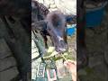 Cow eating video #cute cow baby #shorts #cow #babycow #discoverfiles