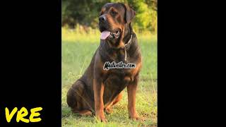 Amazing cross mixed #12 ( English Mastiff +Rottweiler  = Mastweiler )