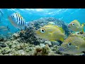 Marine life 4k vibrant coral reefs of the caribbean with calming music 4k ultra