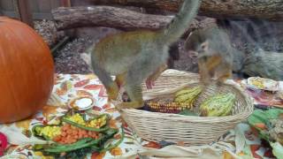 Squirrel Monkey Thanksgiving Feast- Living Treasures Moraine