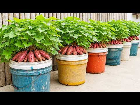 Sweet Potatoes Grew All Around This Recycled Paint Bucket!