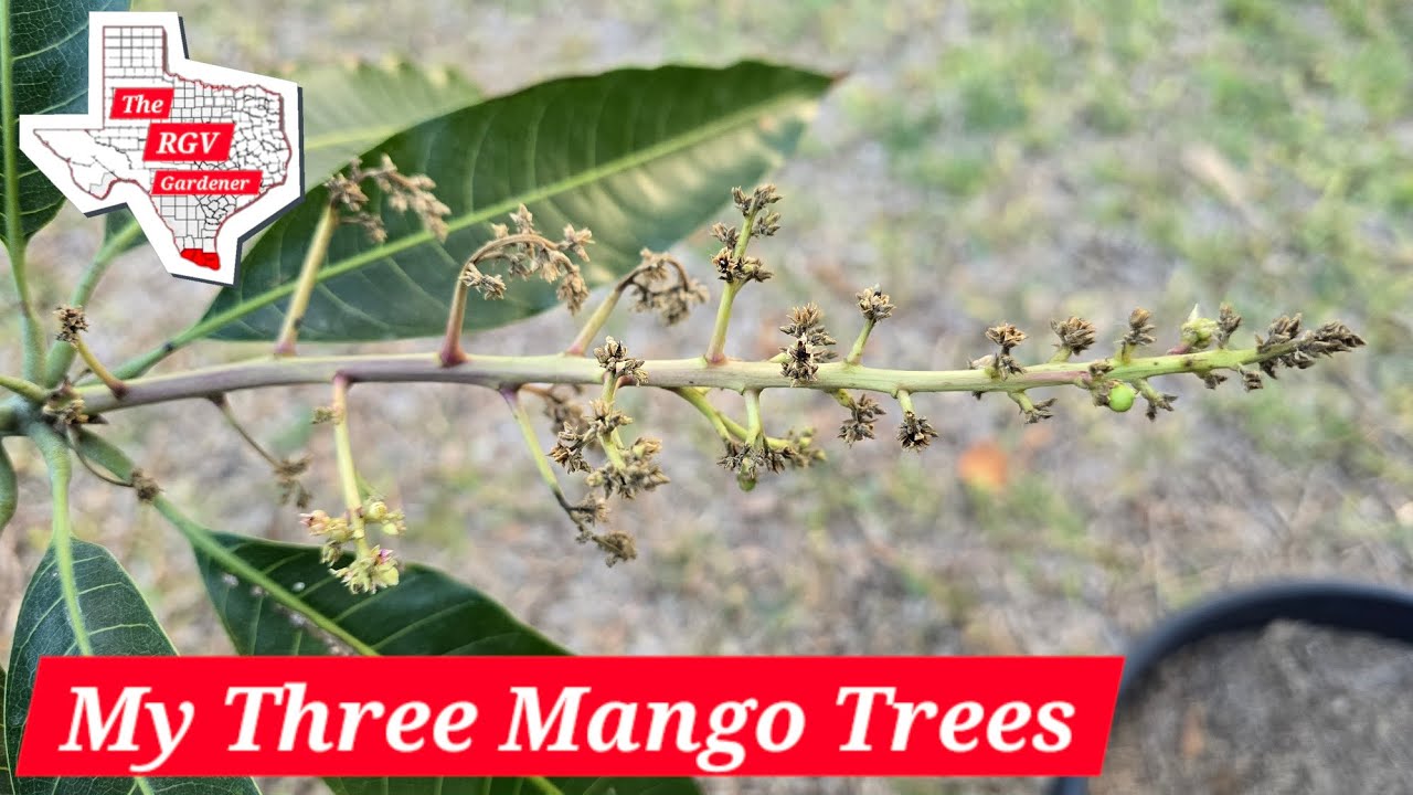 Описание моих трёх манговых деревьев 🥭 || Садовник из долины Рио-Гранде