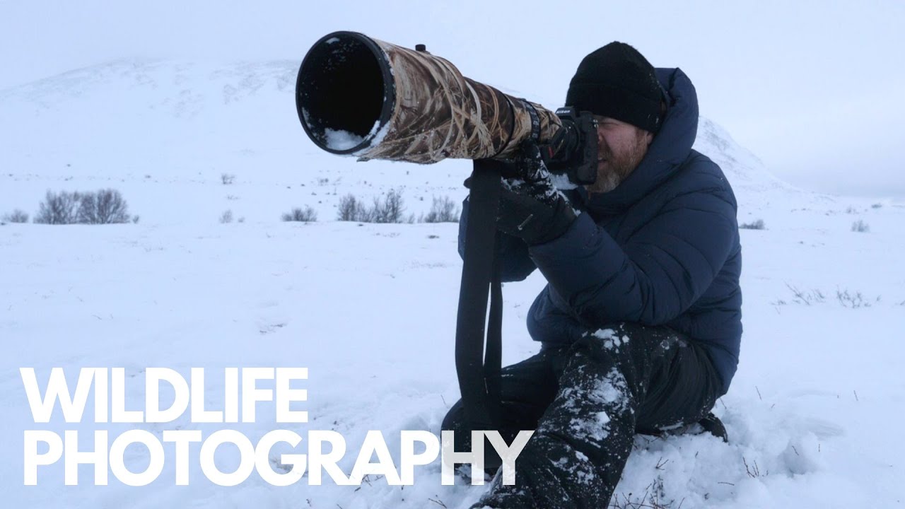 Waited 4 YEARS for this // WILDLIFE PHOTOGRAPHY - Nikon Z9 in the field - Muskox in snow blizzard