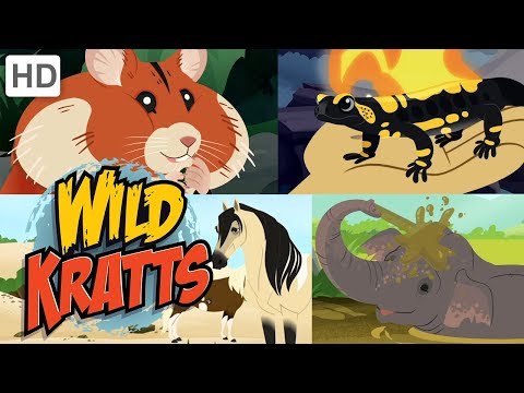 Wild Kratts 🐘🐹 New Creature Adventures! (Part 2) 🐎🦎 | Kids Videos