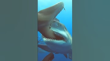 Most popular and trending mind relex shark video/hiu megalodon lapar makan temen#shark#ocean#shorts