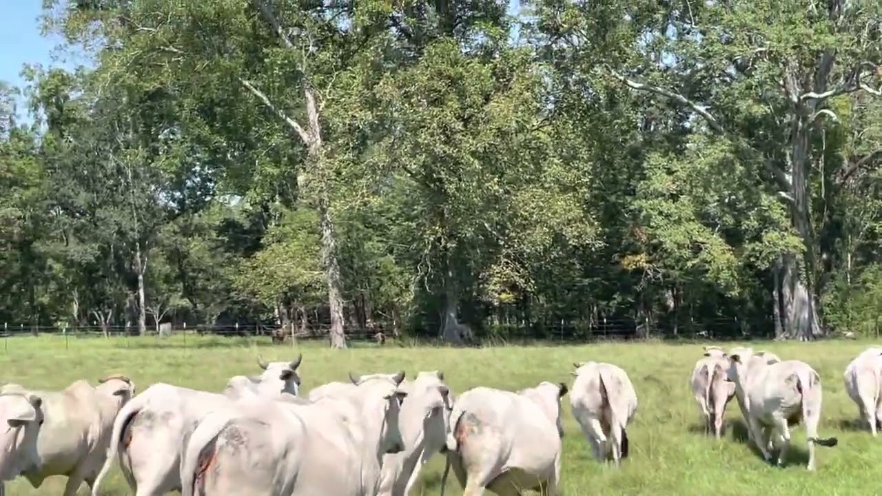 17 Brahmans heifers are 2nd calvers exposed to Gardiner Angus Ranch Bull since Jan. YouTube