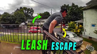 Dog Escapes Its Leash and Runs Away