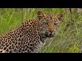 Safari Live : Leopards Thandi, Shadow and Shadows Cub on drive this morning with Steve Jan 13, 2018