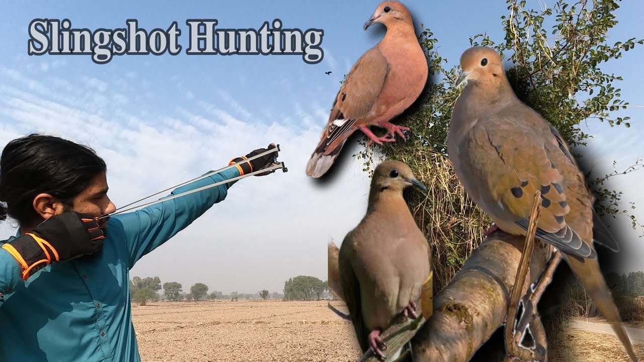 Primitive way to Birds Hunting/ SlingShot Hunting YouTube