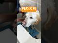 【引退まで残り3日】盲導犬氷次郎🦮本当にありがとう❣️#shorts #labrador #盲導犬