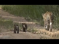 SafariLive Feb 10 -  Shadow and two cubs!