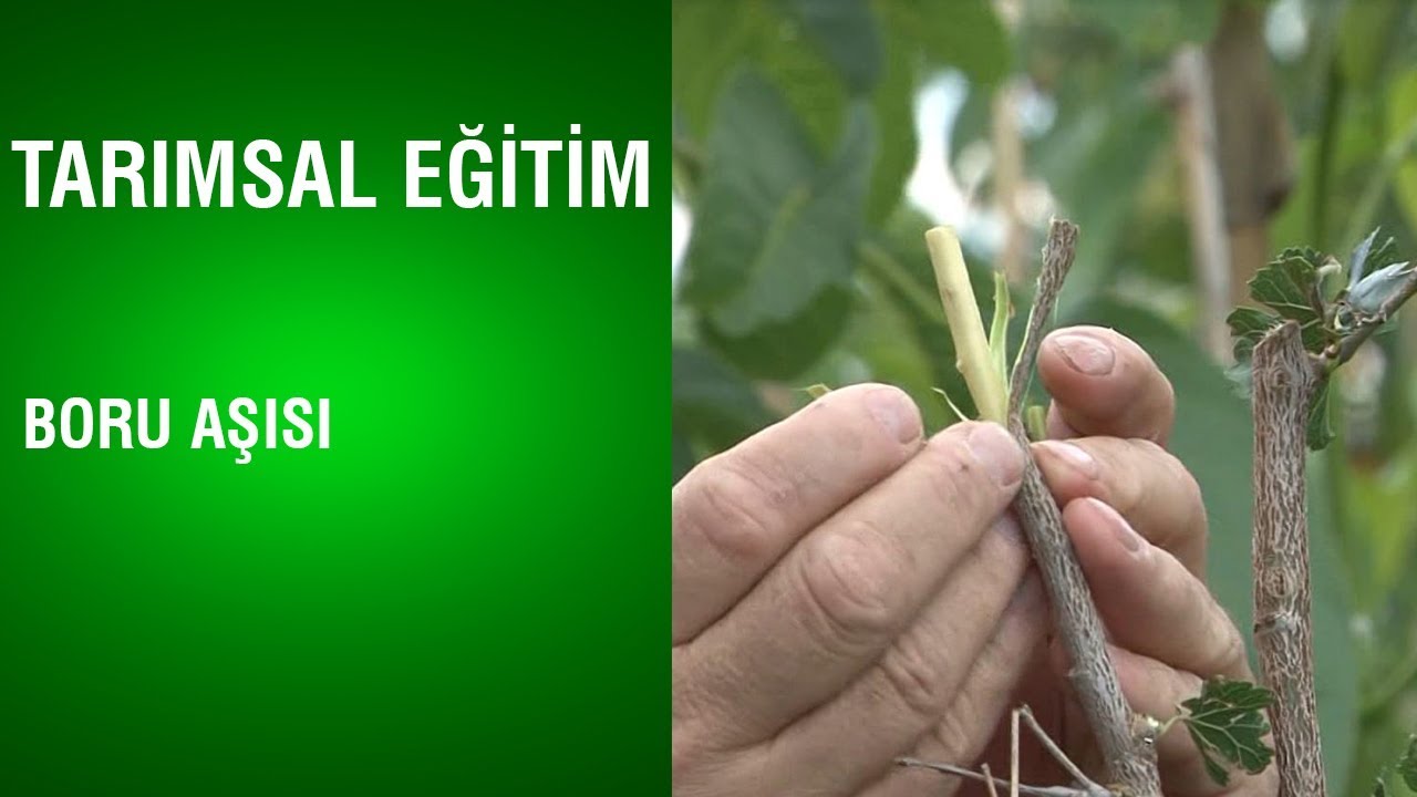 Tarımsal Eğitim - Boru Aşısı