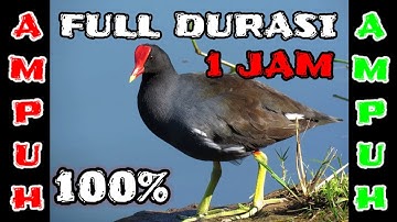 SUARA PIKAT BURUNG MANDAR PALING AMPUH DAN JERNIH