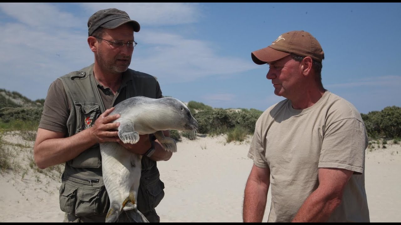 Dokumentation "Wildes Borkum" (3sat)