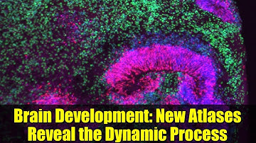 Brain Development: New Atlases Reveal the Dynamic Process