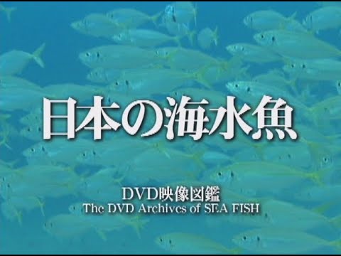 日本の海水魚 トレーラー 本編 Ver Youtube 日本の海水魚 トレーラー 本編 Ver Youtube