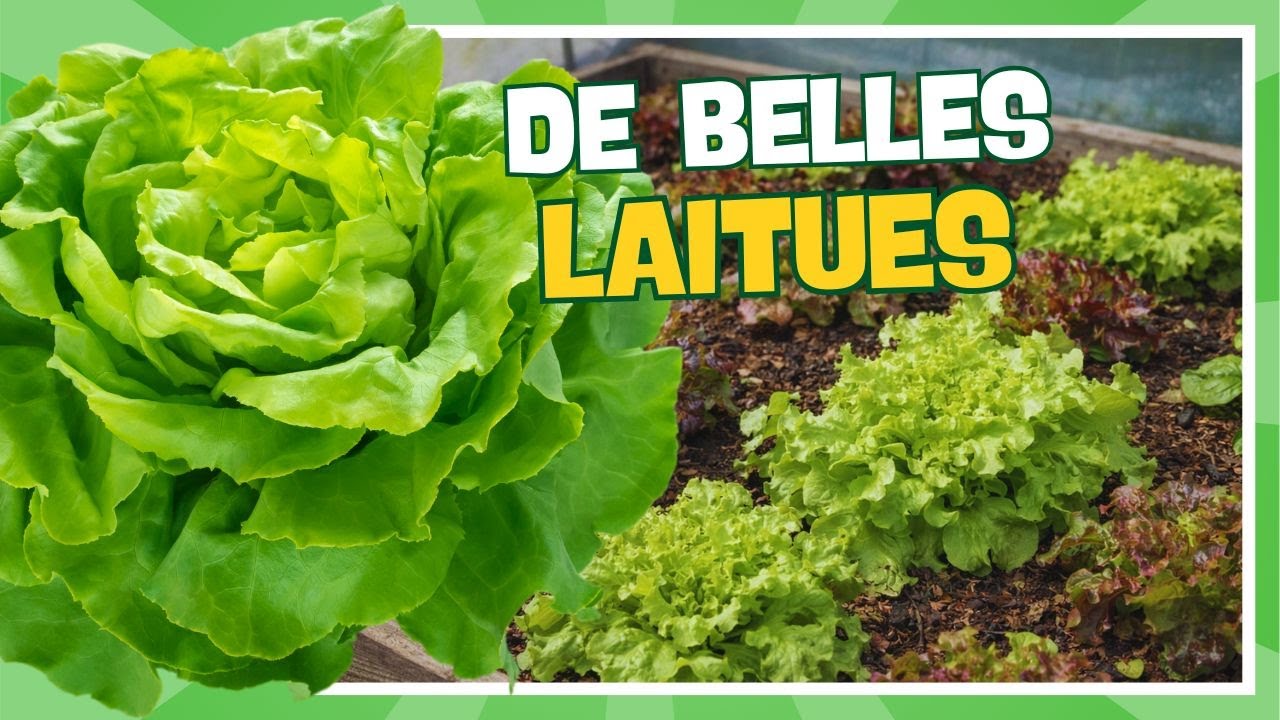 Comment Faire Pour Avoir De Belles Laitues