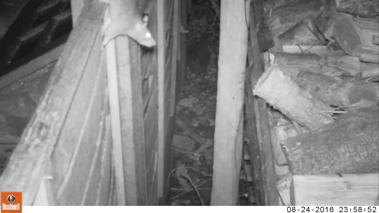 Jumping Rat Night Vision