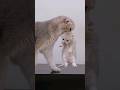 Cat Mom Carries Her Kitten Back