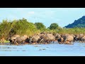 Wonderful organic farm water buffalo | Relaxing | Water Buffalo life #57