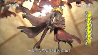 MIT 台灣誌 #747 雲豹纏綿雲霧 流連在霧台的迷霧深處