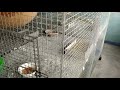 Cockatiel birds breeding perfect cage size.