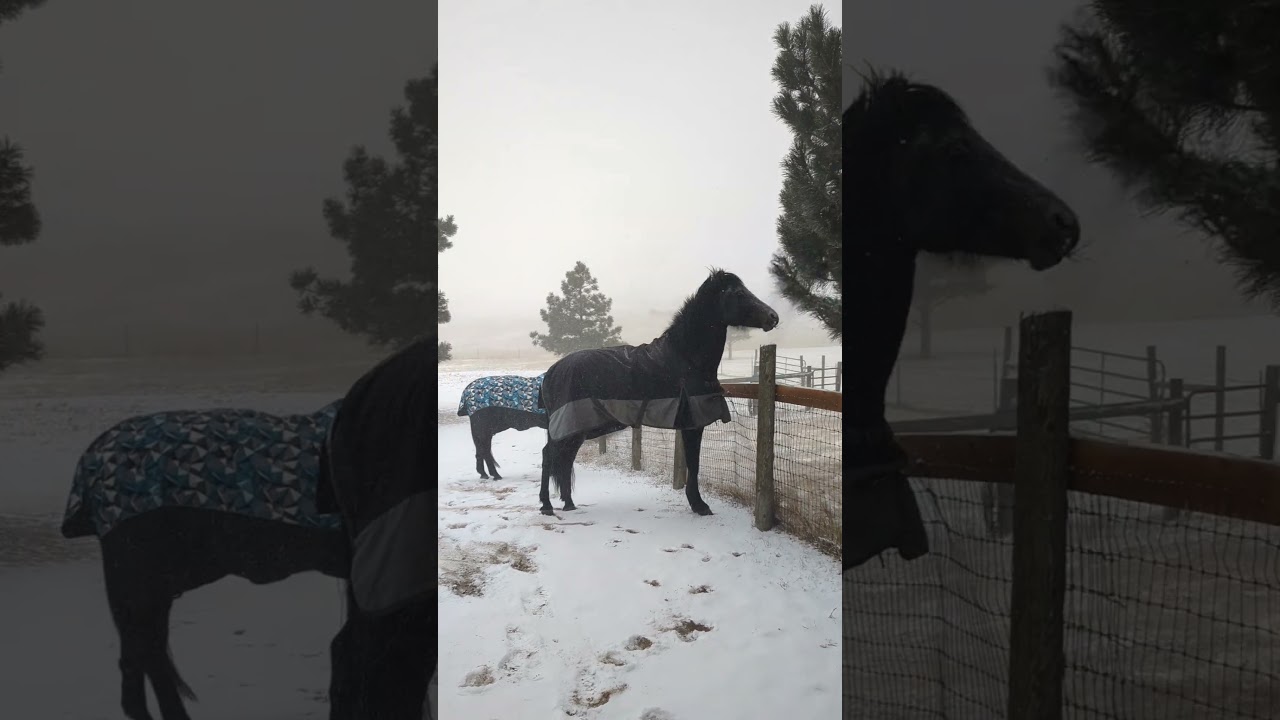 The big cold snow storm is here. the horses don't care. they're all bundled up in blankies