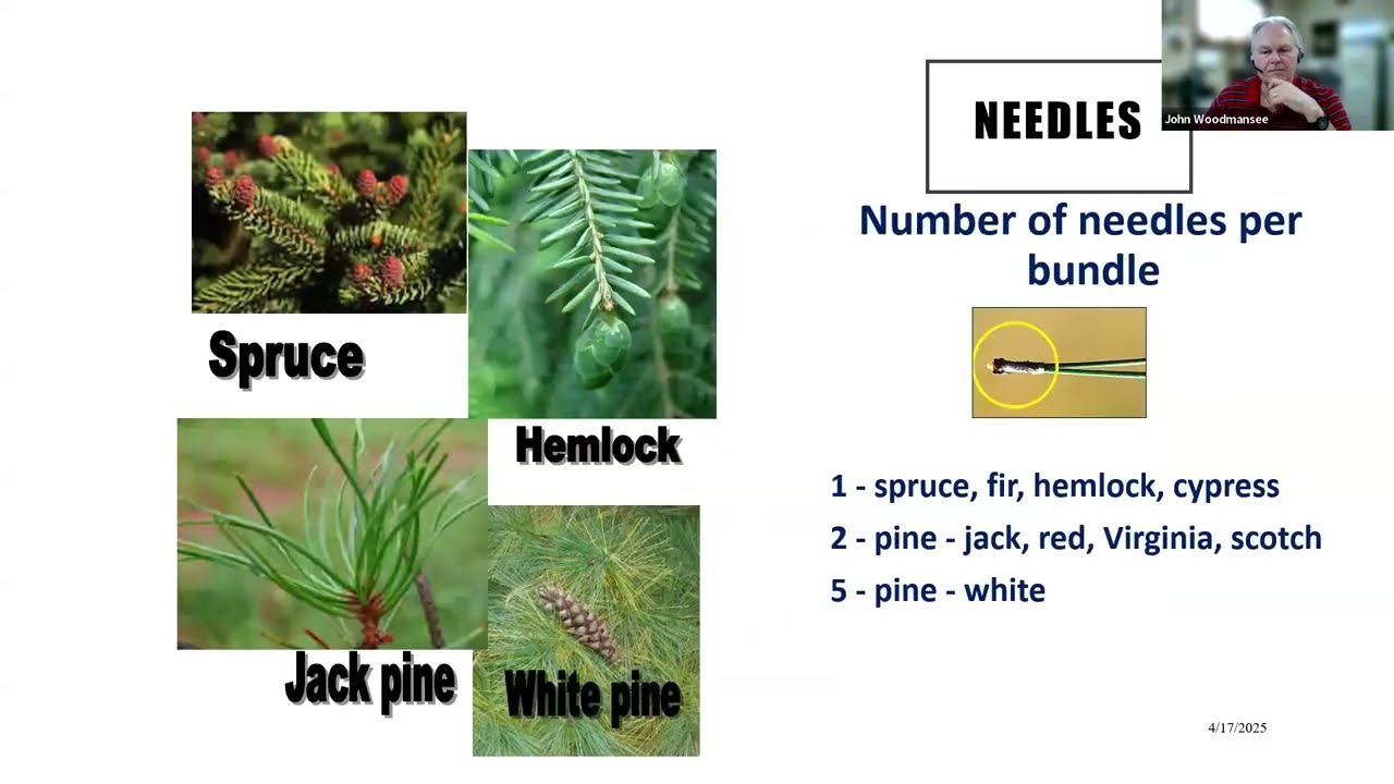 Which Pine is Mine? Conifer ID