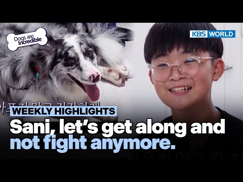 [<strong>Weekly</strong> Highlights] Sani, let&amp;#39;s get along and <strong>not</strong> fight anymore! | KBS WORLD TV 230926