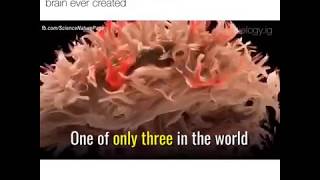 The Most Detailed Map Of The Brain Ever Created