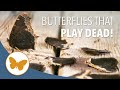 The Butterfly That Plays Dead - Meet the Mourning Cloak