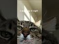 catsssssßs